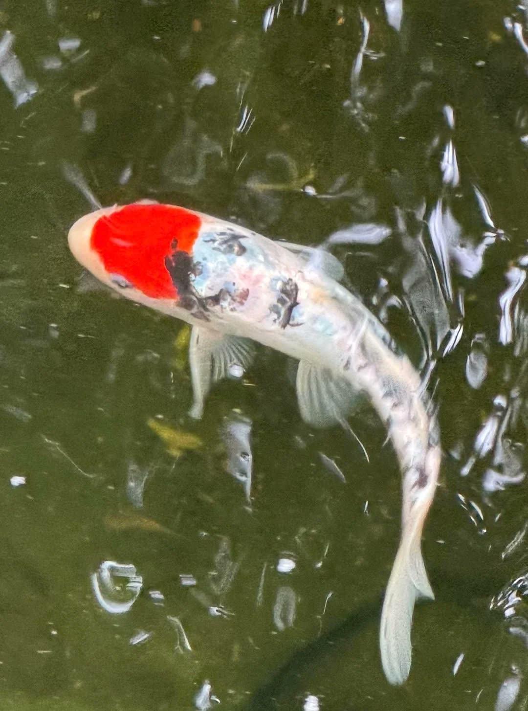 Кои с фестиваля Koi Fest