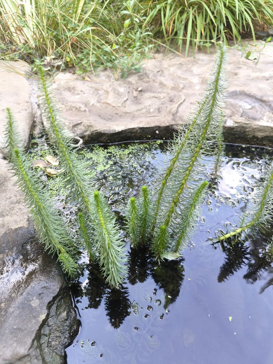 Водная лилия